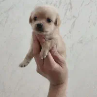 بچه پامرروباهی سایزمیناتوری ۴ونیم ملیون