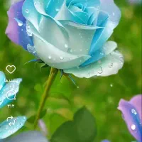 باغبان.انجام کلیه کارهای باغبانی|خدمات باغبانی و درختکاری|قم, نیروگاه|دیوار