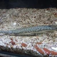 ماهی الیگیتور خوش پترن|ماهی|بناب, |دیوار