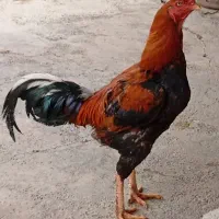 فروش خروس|حیوانات مزرعه|چگنی, |دیوار