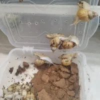 حلزون بالغ آلبینو|خزنده|تهران, وحیدیه|دیوار