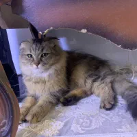 گربه اسکارتیس