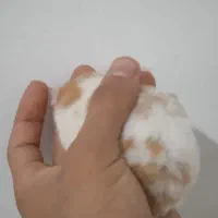 همستر