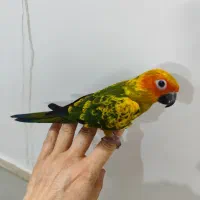 جوجه خورشیدی پشت زرد خالص ، تازه دونخور