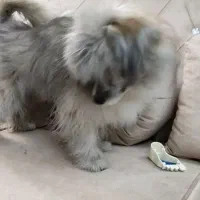 سگ فانتزی گمشده