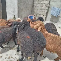 بره نر داشتی