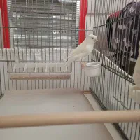 قناری نر با قفس غلامی