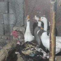 غاز و اردک روسی