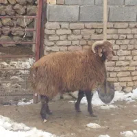 بره تخمی|حیوانات مزرعه|بلداجی, |دیوار