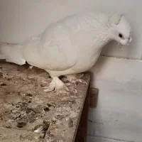 قفس کبوتر فروشی|لوازم جانبی حیوانات|یزد, |دیوار