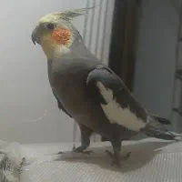 عَروس مولد|پرنده|رشت, حومه رشت|دیوار