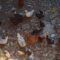 مرغ جوجه گلین وگلپایگانی