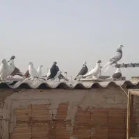 کفتر|پرنده|قم, کلهری|دیوار