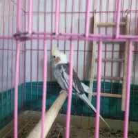 یک عدد عروس هلندی نر رام