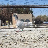 ریش سرخ شهرستانی|پرنده|زاهدان, |دیوار