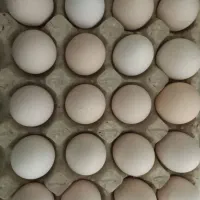 فروش تخم مرغ لاری نطفه دار