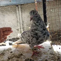 سه تا دم سفید دوتا نر یکی ماده به شرط