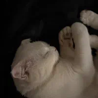 گربه اسکاتیش سفید