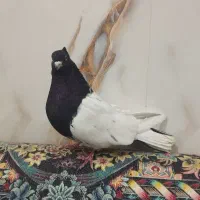 کفتر ماده کله سیاه