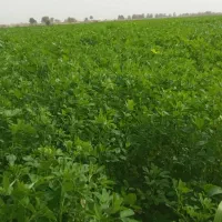 یونجه( جت) درجه یک موجود می باشد