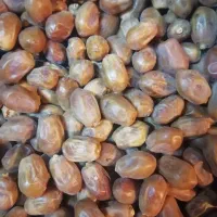 قصب درجه منطقه قیروکارزین