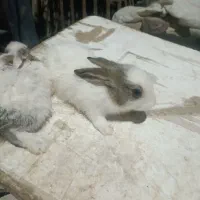 2عدد خرگوش کوچولو