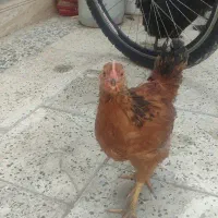 مرغ و جوجه خروس