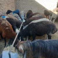 بز  و بره و میش همه فروشی