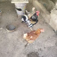 مرغ و خروس گلین