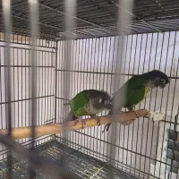 پرنده طوطی گرینجیک