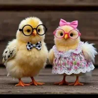 خریدفروش جوجه مرغ پایان دوره گلپایگان تخمگذار بومی