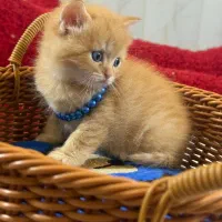 گربه بچه اسکاتیش بریتیش نر و ماده ۱۴تومان|گربه|گرگان, |دیوار