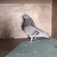 کبوتر شازده و سرخ و سوسکی|پرنده|اصفهان, رهنان|دیوار