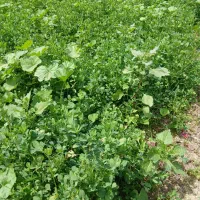 یونجه|گل و گیاه طبیعی|شوشتر, |دیوار