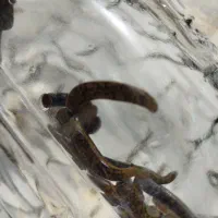 زالو آرایشی و طبی مناسب درمان هرتعداد و سایز موجود|آرایشی، بهداشتی، درمانی|اصفهان, درب سیبه علیا|دیوار