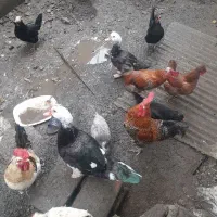 اردک نروماده