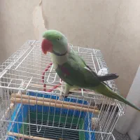 شاه طوطی سخنگو باهوش