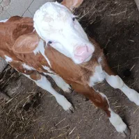 گاو شیرده و قربانی