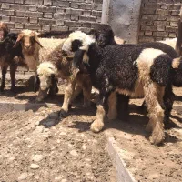 .وبره مناسب دونه ۱۴تا ۱۹تومان