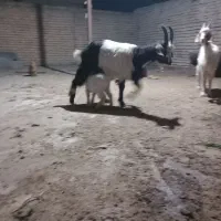 بزغاله پاکستانی ونژادچاتمه سرکش