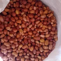 سنجدامساله خوش خوراک۱۳۰|عمده‌فروشی|بسطام, |دیوار