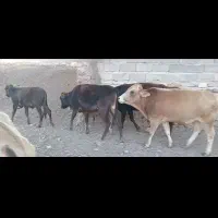 گاو و گوساله