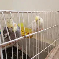 عروس هلندی|پرنده|مشهد, شهرک صنعتی مشهد|دیوار