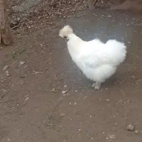 مرغ|حیوانات مزرعه|مرند, |دیوار