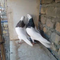 طوقی .|پرنده|اصفهان, زیار|دیوار