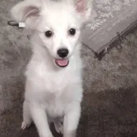 سگ‌پا کوتاه