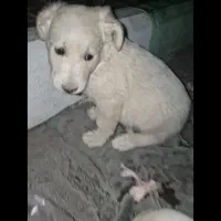 توله سگ