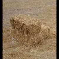 کاه شالی کشت دوم درجه یک تحویل به دامداران