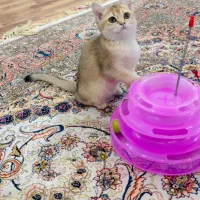 گربه گلد بریتیش|گربه|بناب, |دیوار