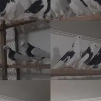 کفتر۱۳پشت سیاه تیکه پاره عالی پرشی جنس نرماده یکجا